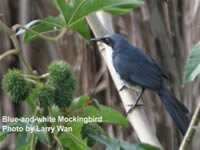 Blue-and-white Mockingbird